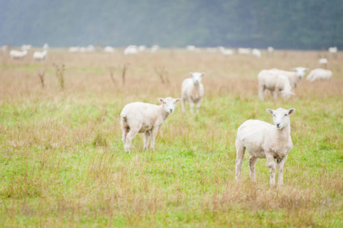 sheep on field in the south Island, New Zealand